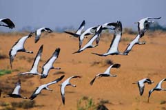 Jungfernkraniche  - Zum Vergroessern klicken!